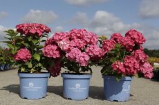 Hydrangea macrophylla Endless Summer® Summer Love - Hortensia 25-30 C3