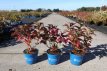 Hydrangea macrophylla 'Endless Summer® Pop Star® Hydrangea macrophylla 'Endless Summer® Pop Star - Hortensia 25-30 C3