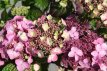 Hydrangea macrophylla 'Endless Summer® Pop Star® Hydrangea macrophylla 'Endless Summer® Pop Star - Hortensia 25-30 C3