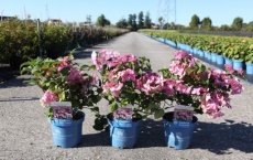 Hydrangea macrophylla 'Endless Summer® Pop Star - Hortensia 25-30 C3
