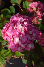 Hydrangea macrophylla 'Endless Summer Pink '® Hydrangea macrophylla 'Endless Summer The Original’®pink - Hortensia 25-30 C3