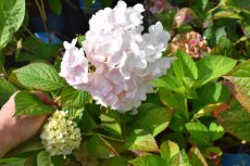 Hydrangea macrophylla 'Endless Summer'® ‘The Bride®’ - wit - Hortensia  40-50  C3