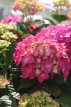 Hydrangea macr. Endless 'Summer Love'® C5 Hydrangea macrophylla Endless 'Summer Love'®  - roze - Hortensia 50-60 C5