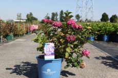 Hydrangea macr. Endless 'Summer Love'® C5 Hydrangea macrophylla Endless 'Summer Love'®  - roze - Hortensia 50-60 C5