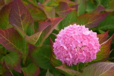 Hydrangea macrophylla ‘Freudenstein’ - roze-Hortensia 25-30  C