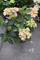 Hydrangea macrophylla ‘Gertrud Glahn’ - roze-Hortensia 25-30  C