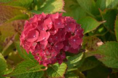 Hydrangea macrophylla ‘Glowing Embers’ - roze, rood-Hortensia 25-30  C