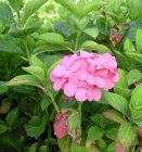 Hydrangea macrophylla ‘Hamburg’ - roze, rood-Hortensia 25-30  C