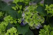 Hydrangea macrophylla 'Jip Blue' Hydrangea macrophylla 'Jip Blue' - blauw - Hortensia 30-40 C4