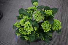 Hydrangea macrophylla 'Jip Blue' - blauw - Hortensia 30-40 C4