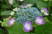 Hydrangea macrophylla 'Kardinal' 25/30 C Hydrangea macrophylla ‘Kardinal’ - Hortensia 25-30  C