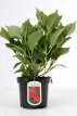 Hydrangea macrophylla 'Leuchtfeuer' 25/30 C Hydrangea macrophylla ‘Leuchtfeuer’ - roze, rood-Hortensia 25-30  C