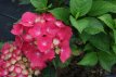 Hydrangea macrophylla 'Leuchtfeuer' 25/30 C