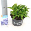 Hydrangea macrophylla 'Little Blue' 25/30 C Hydrangea macrophylla ‘Little Blue’ - blauw - Hortensia 25-30 C
