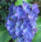 Hydrangea macrophylla ‘Little Blue’ - blauw - Hortensia 25-30 C