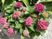 Hydrangea macrophylla 'Little Pink' 25/30 C Hydrangea macrophylla ‘Little Pink’ - Hortensia 25-30 C