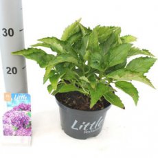 Hydrangea macrophylla ‘Little Purple’ - Hortensia 25-30 C