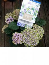 Hydrangea macrophylla 'Magical Revolution ®' Blue - Hortensia 30-40  C3.5