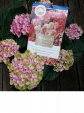 Hydrangea macrophylla 'Magical Revolution®' Rose - Hortensia 30-40  C3.5