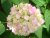 Hydrangea macrophylla 'Mariesii Grandiflora' 25/30 Hydrangea macrophylla ‘Mariesii Grandiflora’ (= ‘White Wave’) - wit - Hortensia 25-30 C