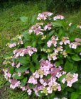 Hydrangea macrophylla ‘Mariesii Perfecta’ (= ‘Blue Wave’) - Hortensia 25-30 C