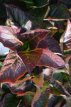 Hydrangea macrophylla 'Merveille Sanguinea' 25/30 Hydrangea macrophylla ‘Merveille Sanguinea’(=Brunette) - Hortensia 25-30 C