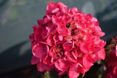 Hydrangea macrophylla ‘Merveille Sanguinea’(=Brunette) - Hortensia 25-30 C