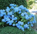 Hydrangea macrophylla ‘Nikko Blue’ - Hortensia 25-30  C