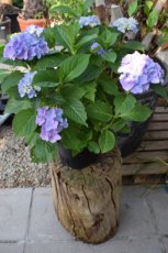 Hydrangea macrophylla  'Renate Steiniger'  | Hortensia 30-40 C3