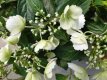 Hydrangea macrophylla 'Runaway Bride' 25/30 C6 NIEUW....Hydrangea macrophylla 'Runaway Bride'(=Snow White) | Hortensia C6