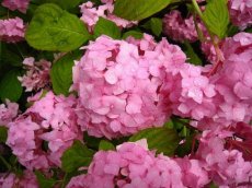 Hydrangea macrophylla ‘Sibilla’ (= ‘Masja’) - Hortensia 25-30  C