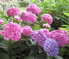 Hydrangea macrophylla 'Teller Pink' 25/30 C Hydrangea macrophylla 'Teller Pink' - Hortensia 25-30 C