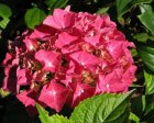 Hydrangea macrophylla Teller Red  - Hortensia 25-30 C