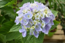 Hydrangea macrophylla 'Zorro'® 30/40 C3 Hydrangea macrophylla ‘Zorro’® - blauw-Hortensia 25-30 C3