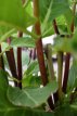Hydrangea macrophylla  Zorro ® Hydrangea macrophylla ‘Zorro’® - blauw-Hortensia 40-50 C10