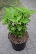 Hydrangea macrophylla 'Zorro'® 30/40 C5 Hydrangea macrophylla ‘Zorro’® - blauw-Hortensia 25-30 C