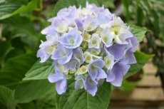 Hydrangea macrophylla ‘Zorro’® - blauw-Hortensia 25-30 C