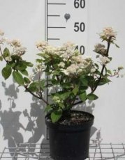 Hydrangea paniculata ‘Dharuma' - Hortensia 30-40 C3