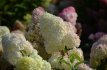 Hydrangea pan.'Diamantino'® 30/40 C Hydrangea paniculata 'Diamantino'® - 30-40 C