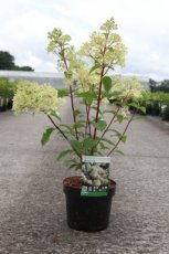 Hydrangea paniculata 'Diamantino'® - 30-40 C