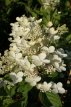 Hydrangea pan.'Early Harry' 25/30 C3 Hydrangea paniculata 'Early Harry' - Hortensia 25-30 C3