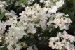 Hydrangea pan.'Early Harry' 25/30 C3 Hydrangea paniculata 'Early Harry' - Hortensia 25-30 C3