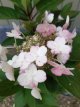 Hydrangea pan.'Early Harry' 25/30 C3 Hydrangea paniculata 'Early Harry' - Hortensia 25-30 C3