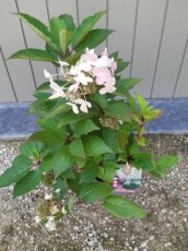 Hydrangea paniculata 'Early Harry' - Hortensia 25-30 C3