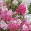 Hydrangea pan. 'Framboisine'® 30/40 C Hydrangea paniculata 'Framboisine'® - Hortensia  30-40 C