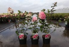 Hydrangea paniculata 'Framboisine'® - Hortensia  30-40 C