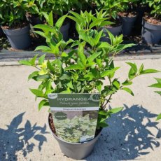 Hydrangea paniculata ’Magical Himalaya'®(=Kolmahima) - wit - Hortensia 25-30 C3