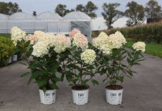 Hydrangea paniculata 'Pinkachu'® - Hortensia 40-50 C