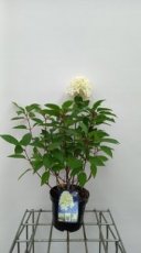 Hydrangea paniculata 'Skyfall'® (=frenne) - 30-40 C