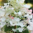 Hydrangea pan. 'Tickled Pink' 40/50 C4 Hydrangea paniculata 'Tickled Pink' - Hortensia 40-50 C4